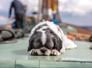 Bertie by George Fisk