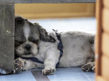 In the shade by George Fisk